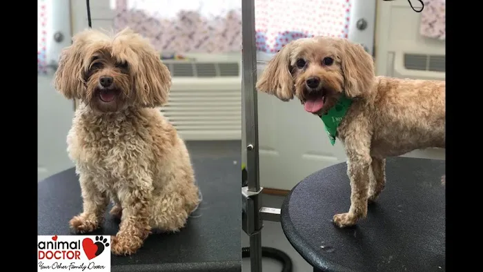 Animal Doctor Westside Picture 6