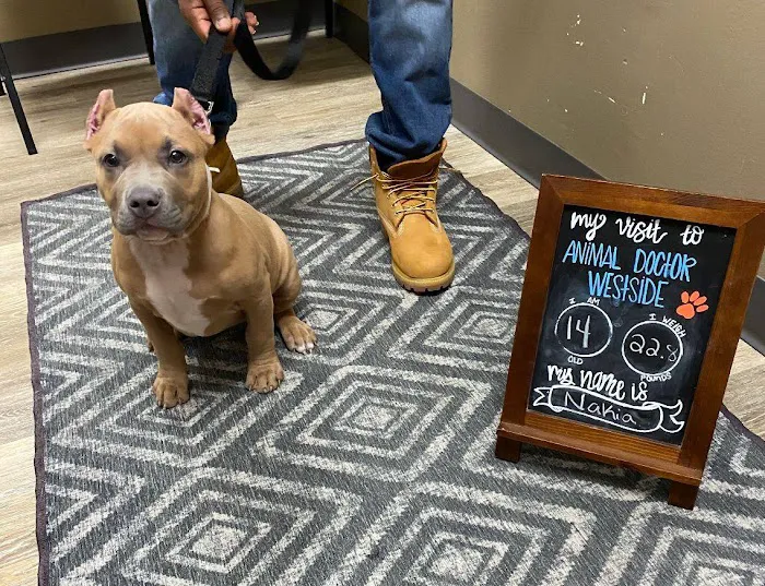 Animal Doctor Westside Picture 9