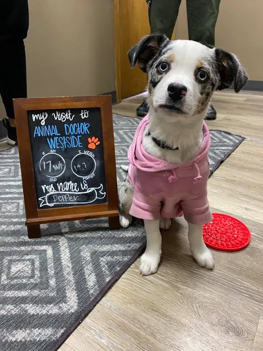 Animal Doctor Westside Picture 10