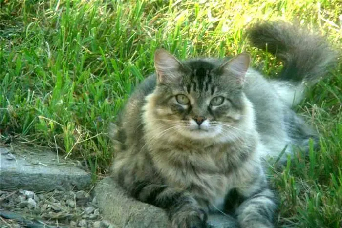 Carbondale Pet Clinic Picture 2
