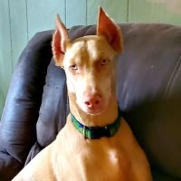 Carbondale Pet Clinic ico