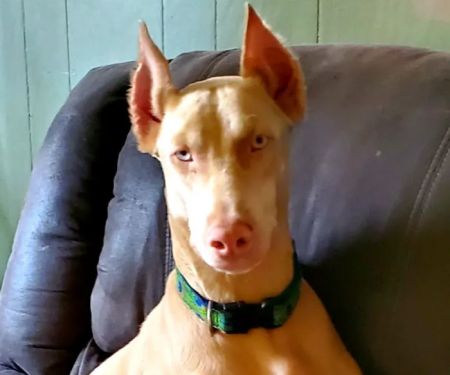 Carbondale Pet Clinic