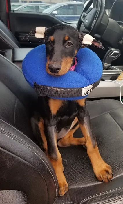 Carbondale Pet Clinic Picture 4