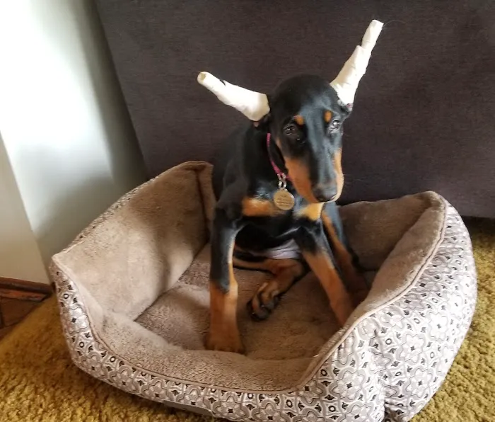 Carbondale Pet Clinic Picture 6