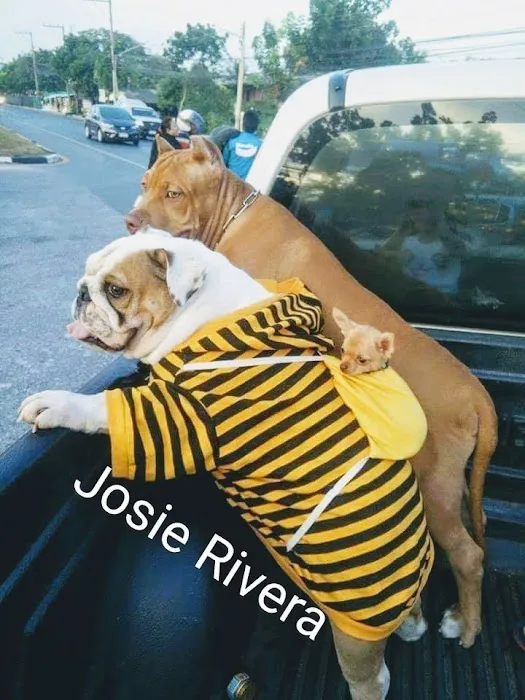 Carbondale Pet Clinic Picture 7