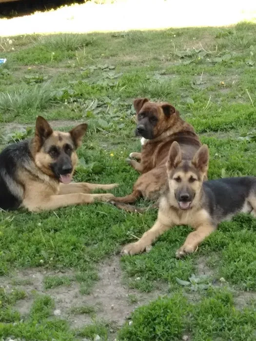 Carbondale Pet Clinic Picture 5