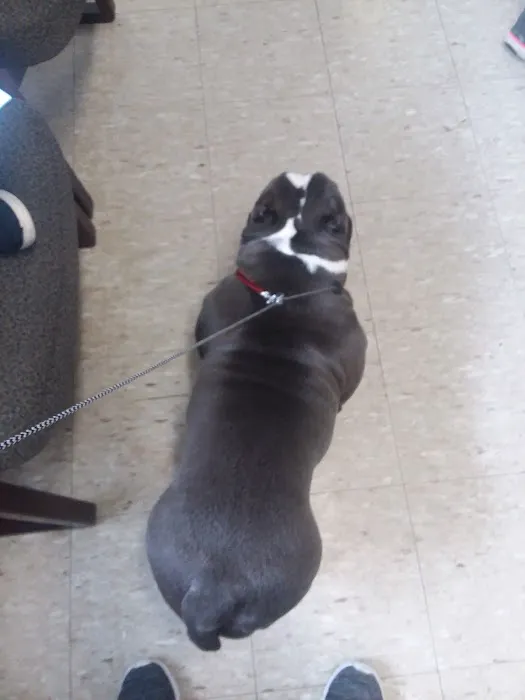 Carbondale Pet Clinic Picture 8