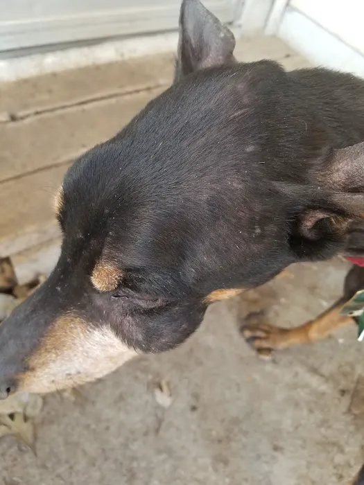 Carbondale Pet Clinic Picture 9