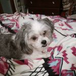 Lyndon Veterinary Clinic