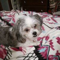 Lyndon Veterinary Clinic ico