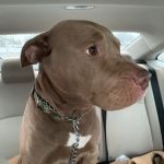 Crossroads Animal Clinic, LLC