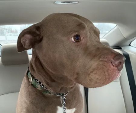 Crossroads Animal Clinic, LLC