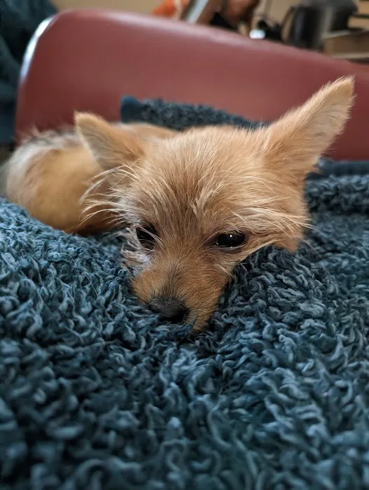 Crossroads Animal Clinic, LLC Picture 4