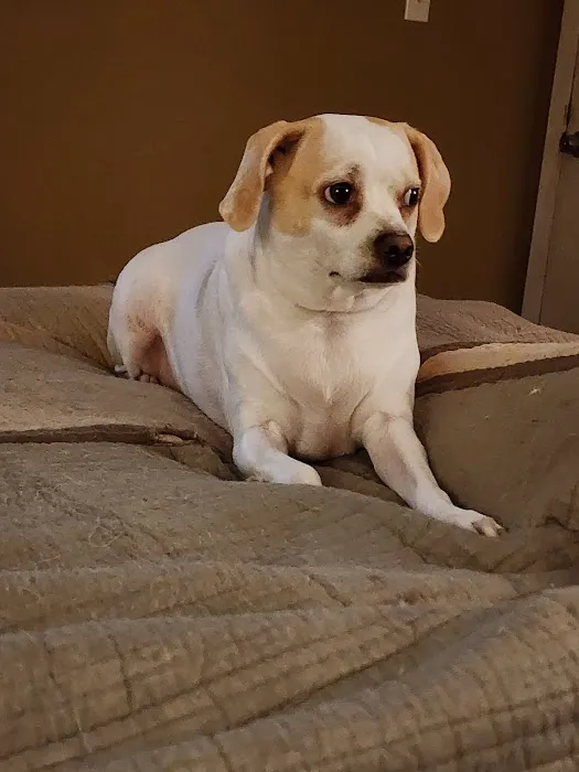 Crossroads Animal Clinic, LLC Picture 3