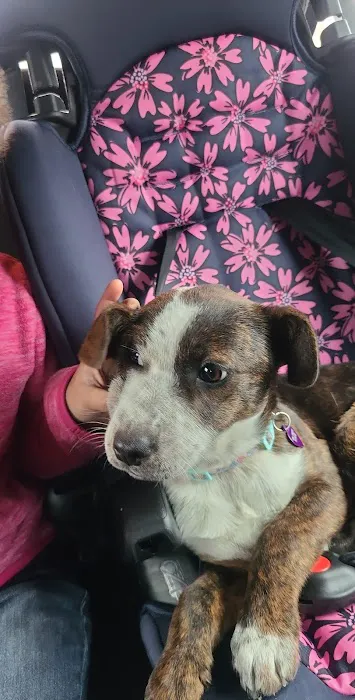 Crossroads Animal Clinic, LLC Picture 8