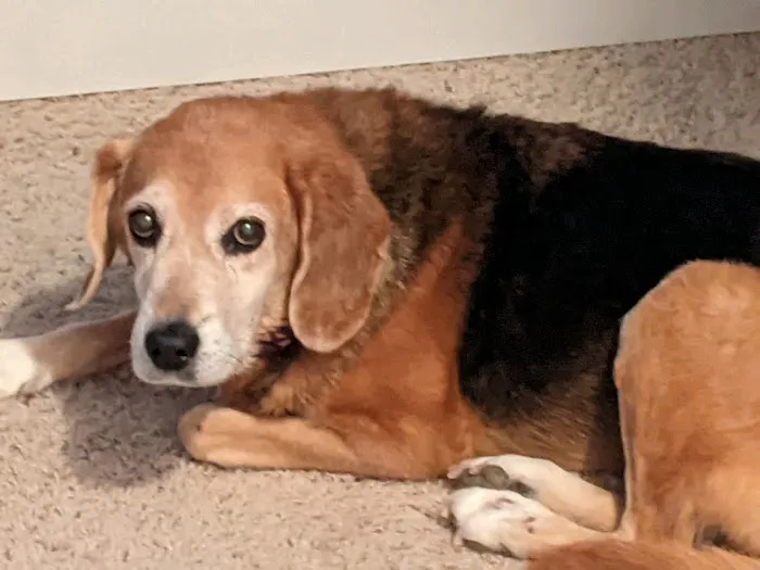 Family Pet Care LLC Picture 3