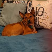 Family Pet Care LLC ico