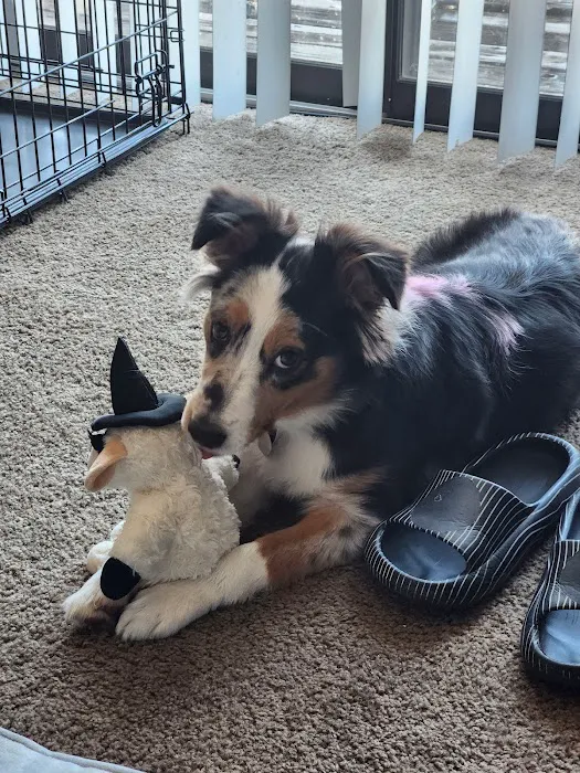 Family Pet Care LLC Picture 6