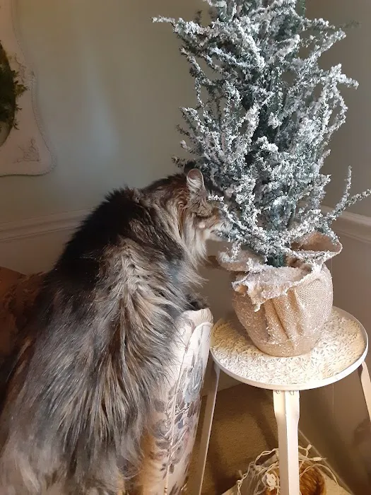 Republic Animal Hospital Picture 2