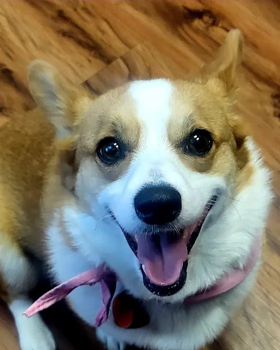 Republic Animal Hospital Picture 1