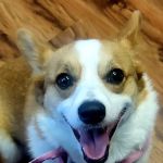 Republic Animal Hospital