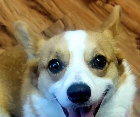 Republic Animal Hospital