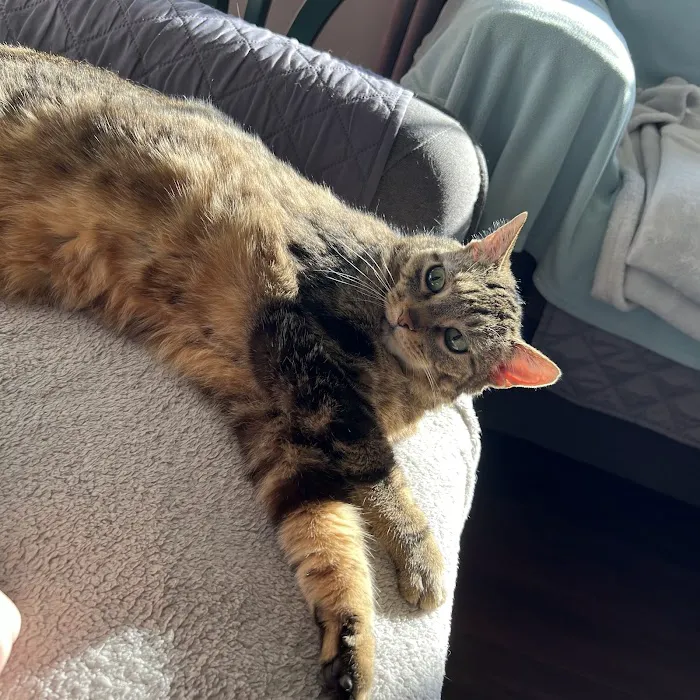 Republic Animal Hospital Picture 6