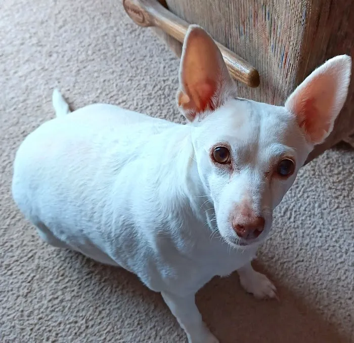 Republic Animal Hospital Picture 4