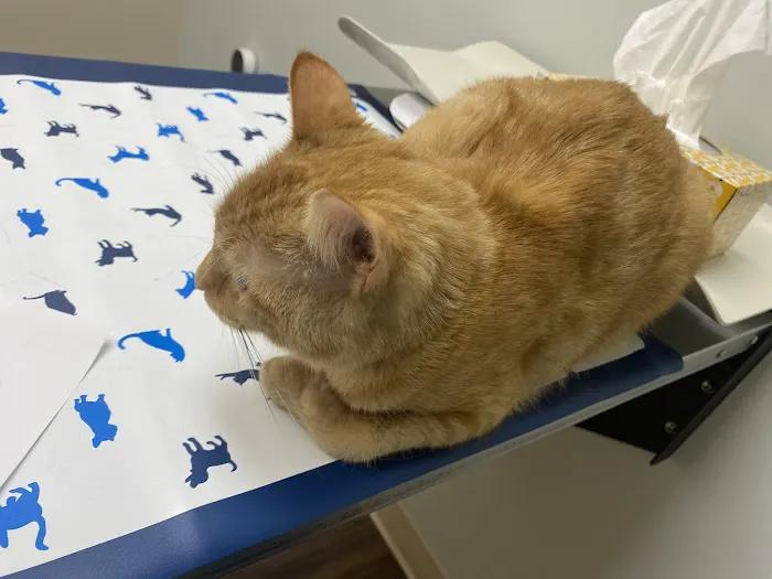 Republic Animal Hospital Picture 5