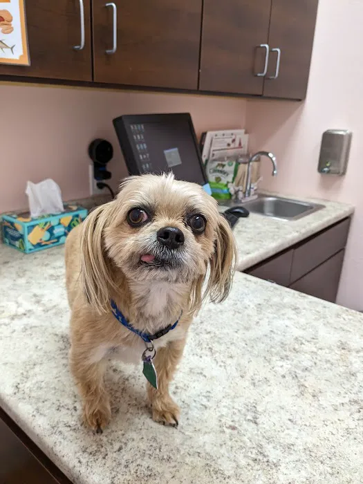 Republic Animal Hospital Picture 10