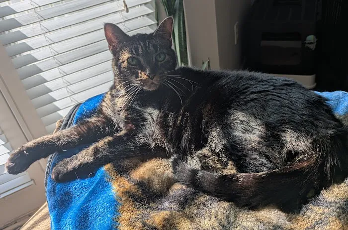 Republic Animal Hospital Picture 9