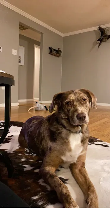 Republic Animal Hospital Picture 7