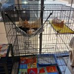 Wilson's Creek Animal Hospital