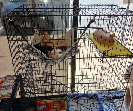 Wilson's Creek Animal Hospital