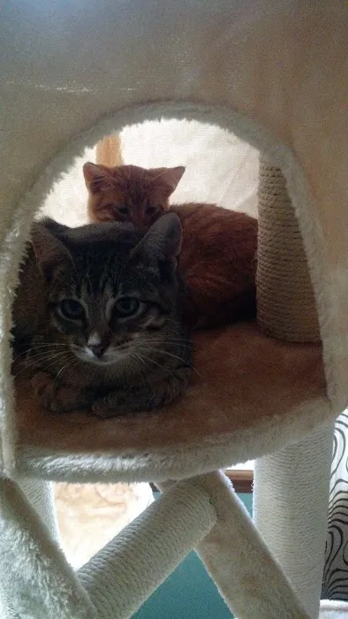 Wilson's Creek Animal Hospital Picture 5