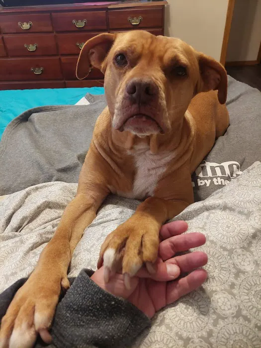 Wilson's Creek Animal Hospital Picture 2