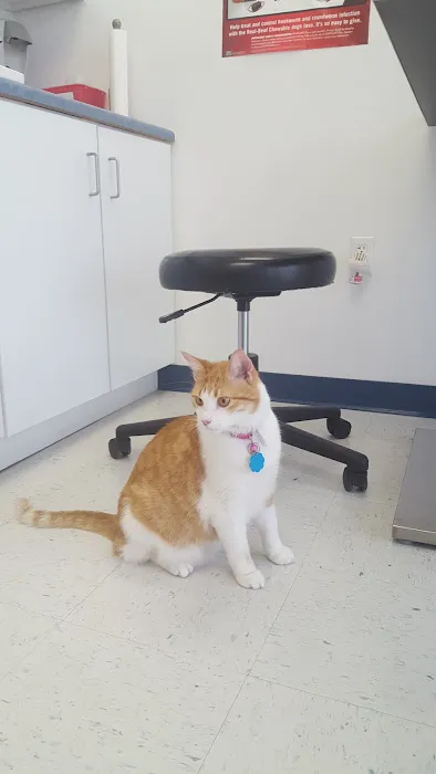 Wilson's Creek Animal Hospital Picture 8