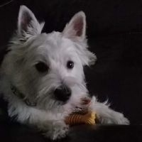 Dake Veterinary Clinic ico