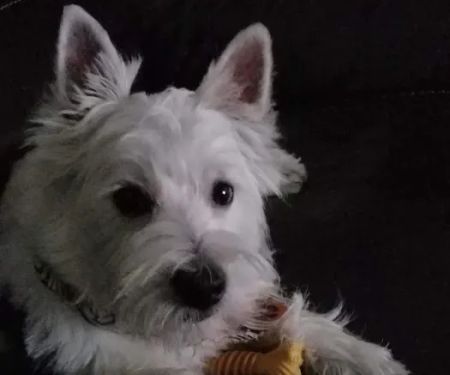 Dake Veterinary Clinic