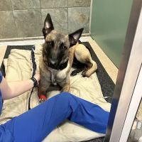 Hometown Veterinary Hospital ico