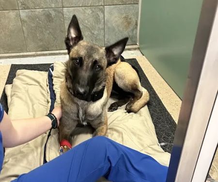 Hometown Veterinary Hospital