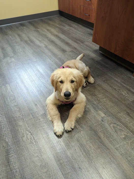 Hometown Veterinary Hospital Picture 5