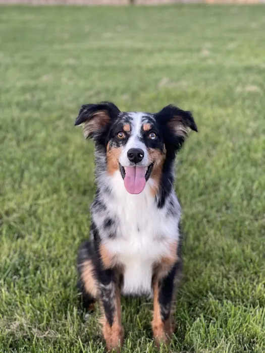 Hometown Veterinary Hospital Picture 4