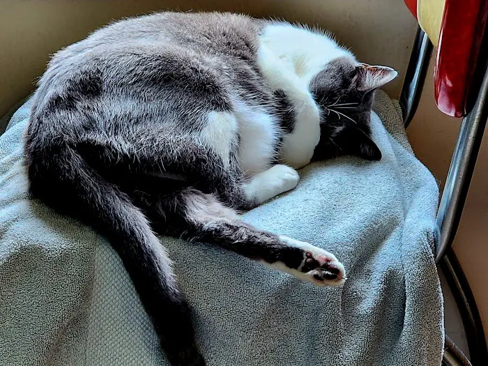 Hometown Veterinary Hospital Picture 3