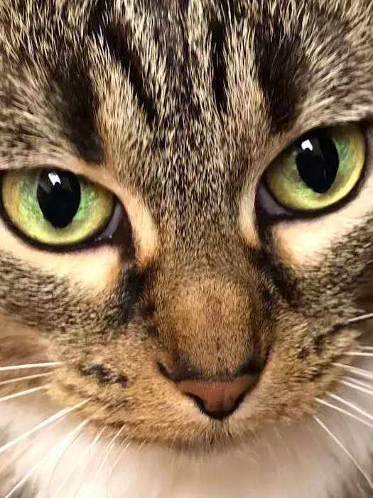 Hometown Veterinary Hospital Picture 9