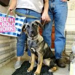 Williams Veterinary Service