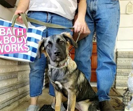 Williams Veterinary Service