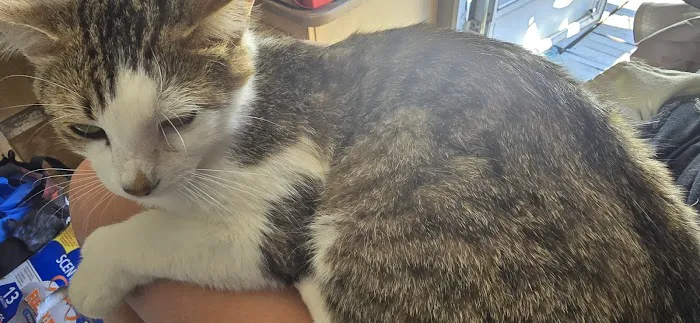 Williams Veterinary Service Picture 2