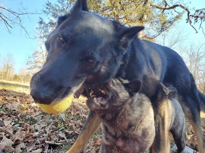 Williams Veterinary Service Picture 4