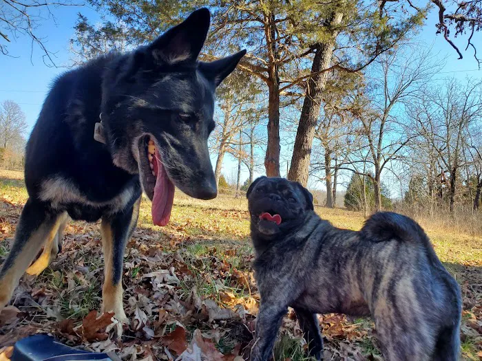 Williams Veterinary Service Picture 5